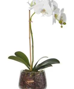 Rogue Artificial Phalaenopsis Classic Bowl 28x13x47cm White