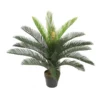 Cooper & Co 75cm Tall Potted Cycas