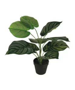 Cooper & Co 45cm Artificial Calathea Orbifolia Plant