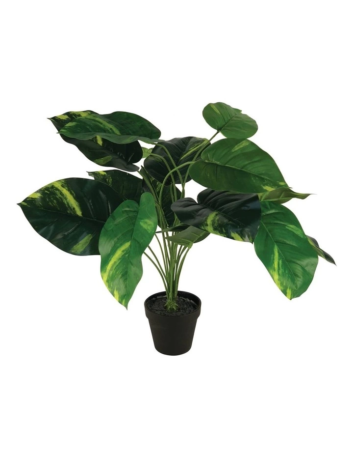 Cooper & Co 55Cm Artificial Golden Pothis Plant 1 Cooper & Co 55Cm Artificial Golden Pothis Plant