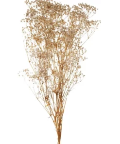 Rogue Preserved Gypsophila 65cm Natural