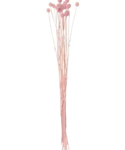 Rogue Preserved Pom Pom 50cm Pink