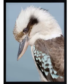 Urban Road Kookaburra Black Frame