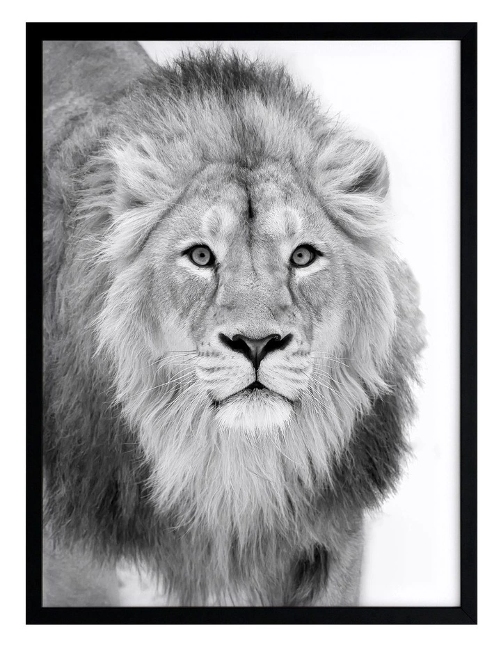 Urban Road Lion Hunt Print Black Frame 1 Urban Road Lion Hunt Print Black Frame
