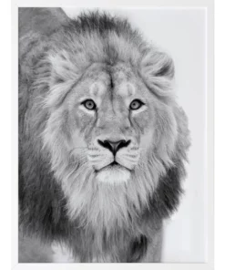 Urban Road Lion Hunt Print White Frame