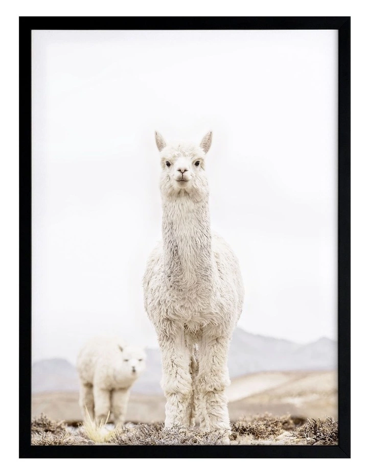 Urban Road No Drama Llama Black Frame 1 Urban Road No Drama Llama Black Frame