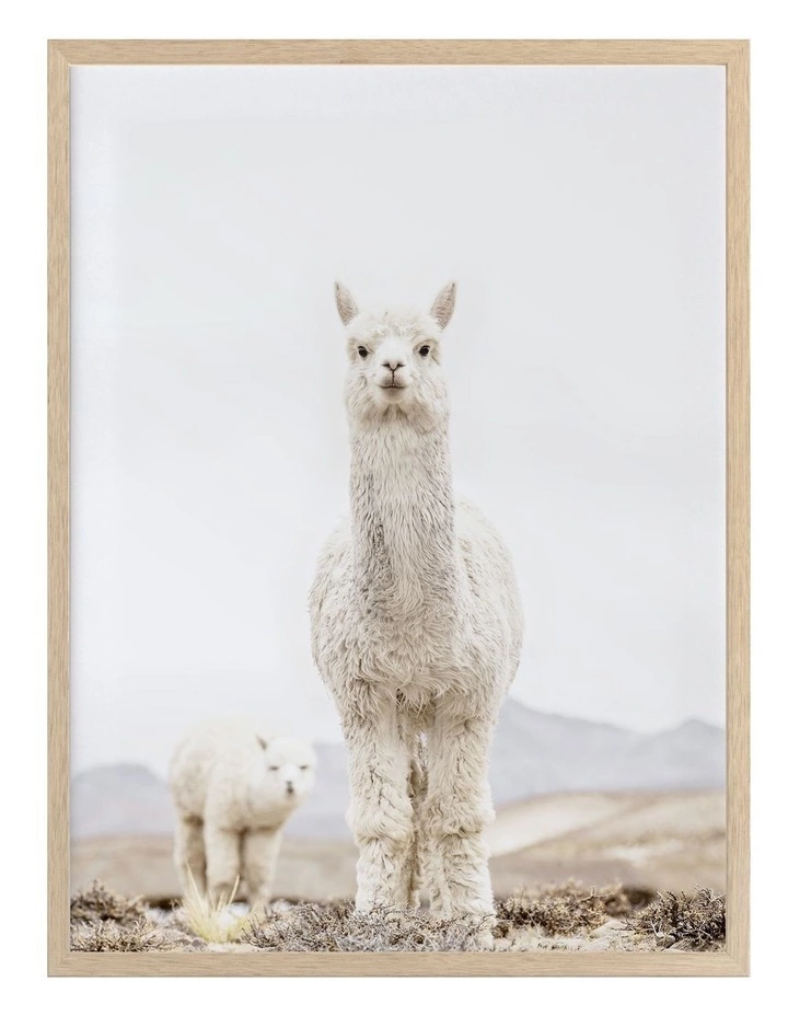 Urban Road No Drama Llama Oak Frame 1 Urban Road No Drama Llama Oak Frame