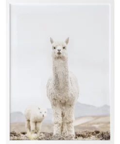 Urban Road No Drama Llama White Frame