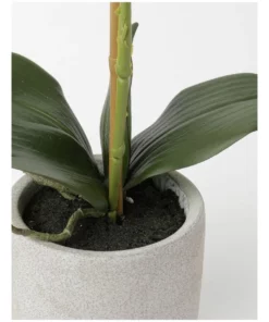 Heritage Real Touch Phalaenopsis 45cm 1 Stem White -Home Decor Shop 852151870 3 720x928