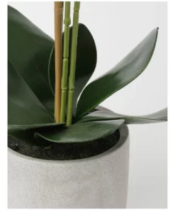 Heritage Real Touch Phalaenopsis 70cm White -Home Decor Shop 852151960 3 720x928