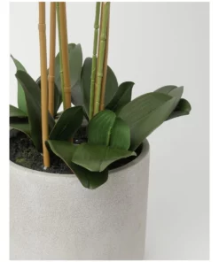 Heritage Real Touch Phalaenopsis 80cm 5 Stem White -Home Decor Shop 852152050 3 720x928