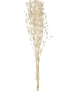 Emporium Preserved Sea Holly 65cm Cream