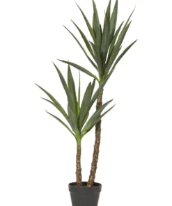 Rogue Dracaena Tree