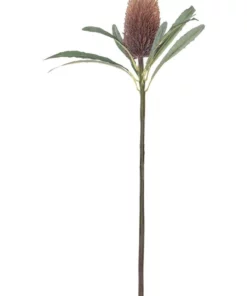 Rogue Banksia Cone Stem