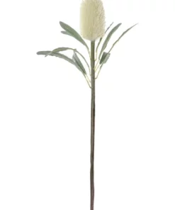 Rogue Banksia Cone Stem