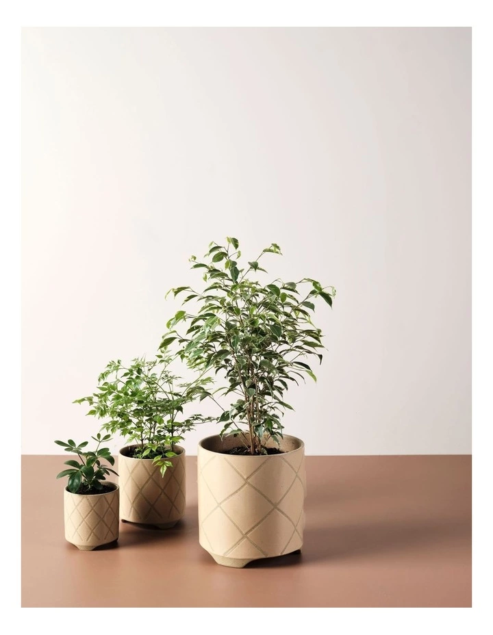 Linen House Estrada Planter Pot 16cm In Caramel 3 Linen House Estrada Planter Pot 16cm In Caramel - Image 3