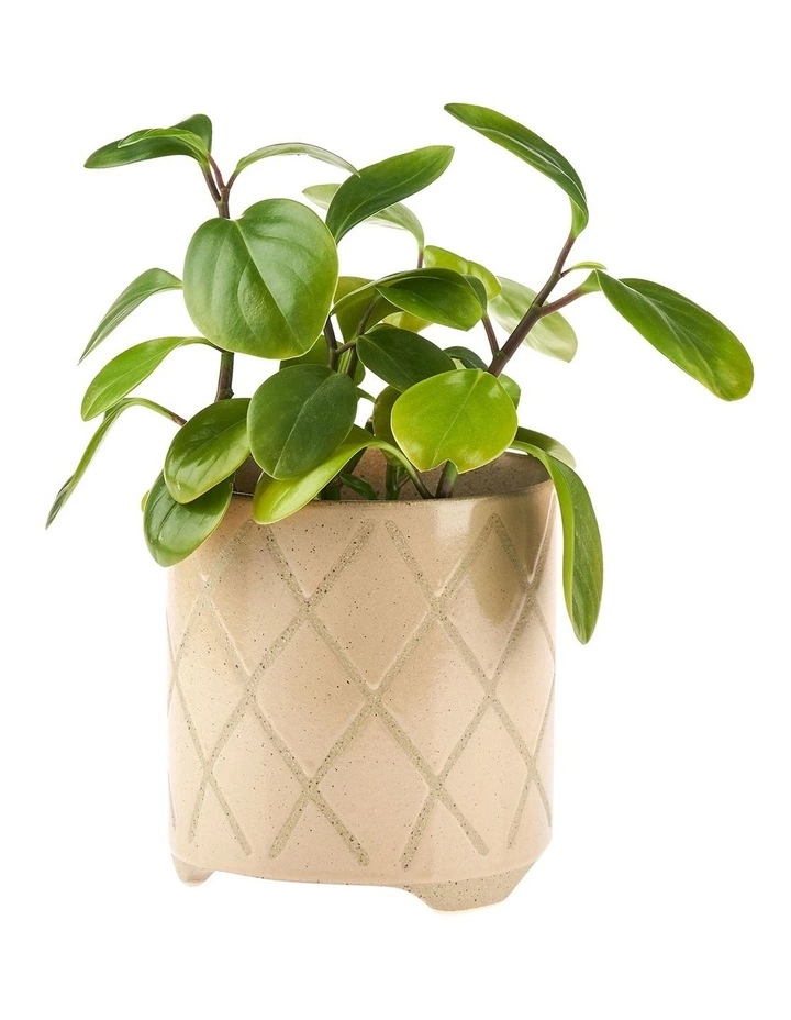 Linen House Estrada Planter Pot 12cm In Caramel 2 Linen House Estrada Planter Pot 12cm In Caramel - Image 2