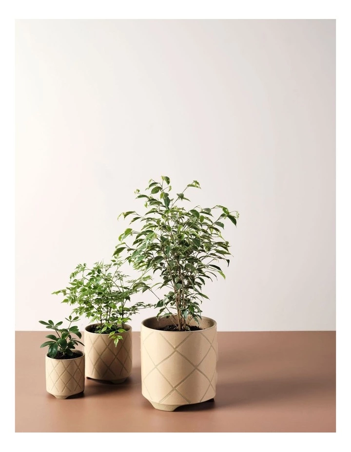 Linen House Estrada Planter Pot 12cm In Caramel 3 Linen House Estrada Planter Pot 12cm In Caramel - Image 3