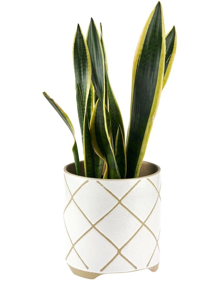 Linen House Estrada Planter Pot 24cm In White 2 Linen House Estrada Planter Pot 24cm In White - Image 2