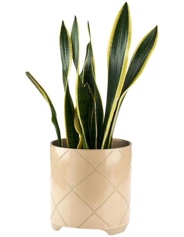 Linen House Estrada Planter Pot 24cm In Caramel 2 Linen House Estrada Planter Pot 24cm In Caramel - Image 2