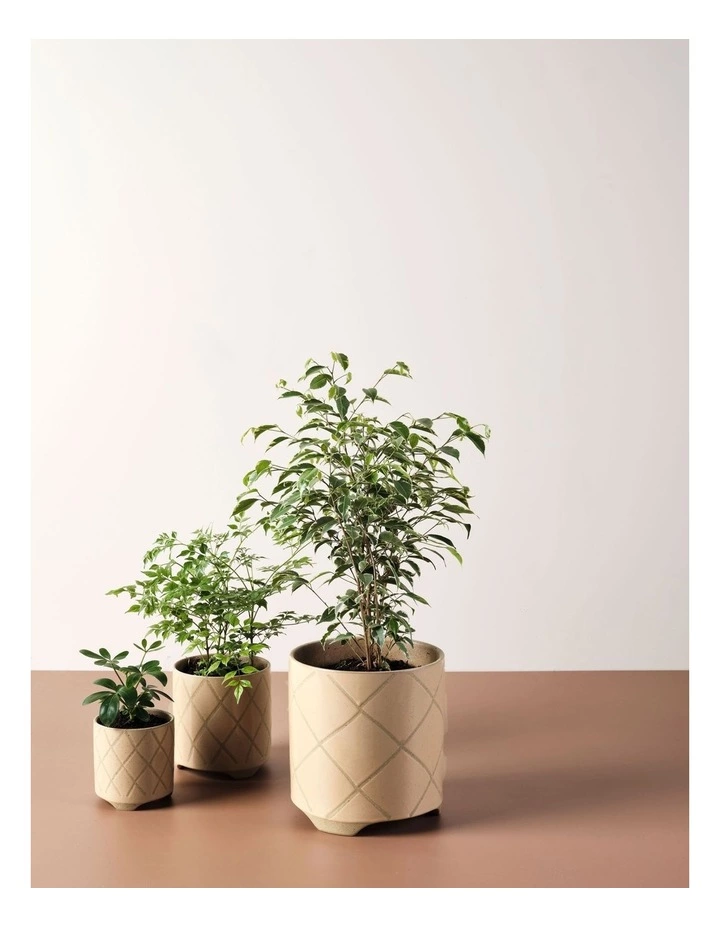 Linen House Estrada Planter Pot 24cm In Caramel 3 Linen House Estrada Planter Pot 24cm In Caramel - Image 3