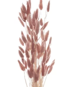 Rogue Preserved BunnyTails 50cm In Dusty Pink -Home Decor Shop 872400880 2 720x928