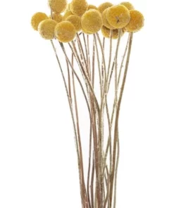 Rogue Preserved Pom Pom 50cm In Mustard -Home Decor Shop 872401060 2 720x928